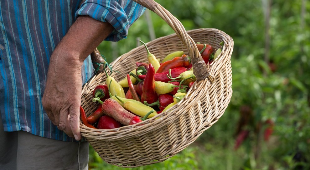 peperoncino-trentino-foto-marco-simonini