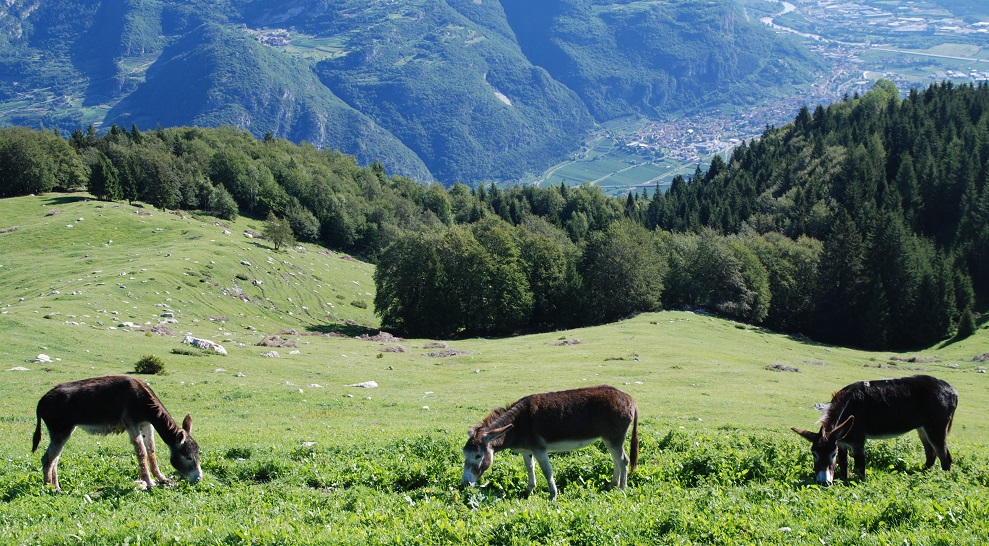 Trekking