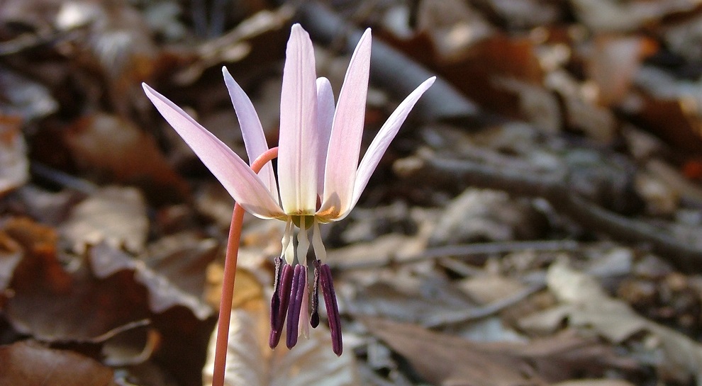 Erythronium dens-canis