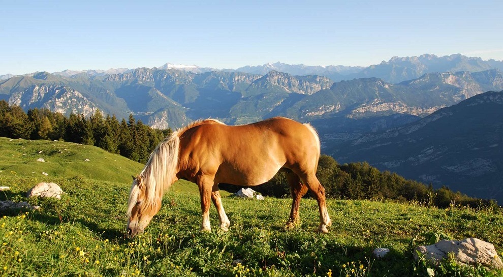 Un cavallo fra i verdi prati della Val del Parol in una foto di Nicola Campostrini