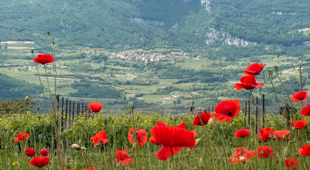 Passeggiata-tra-i-vigneti -in-fiore (1)